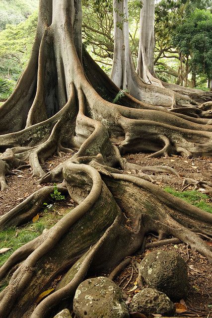 tree roots