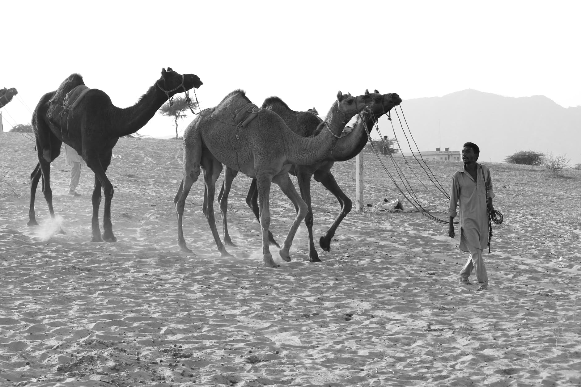 grayscale photography of man luring camels