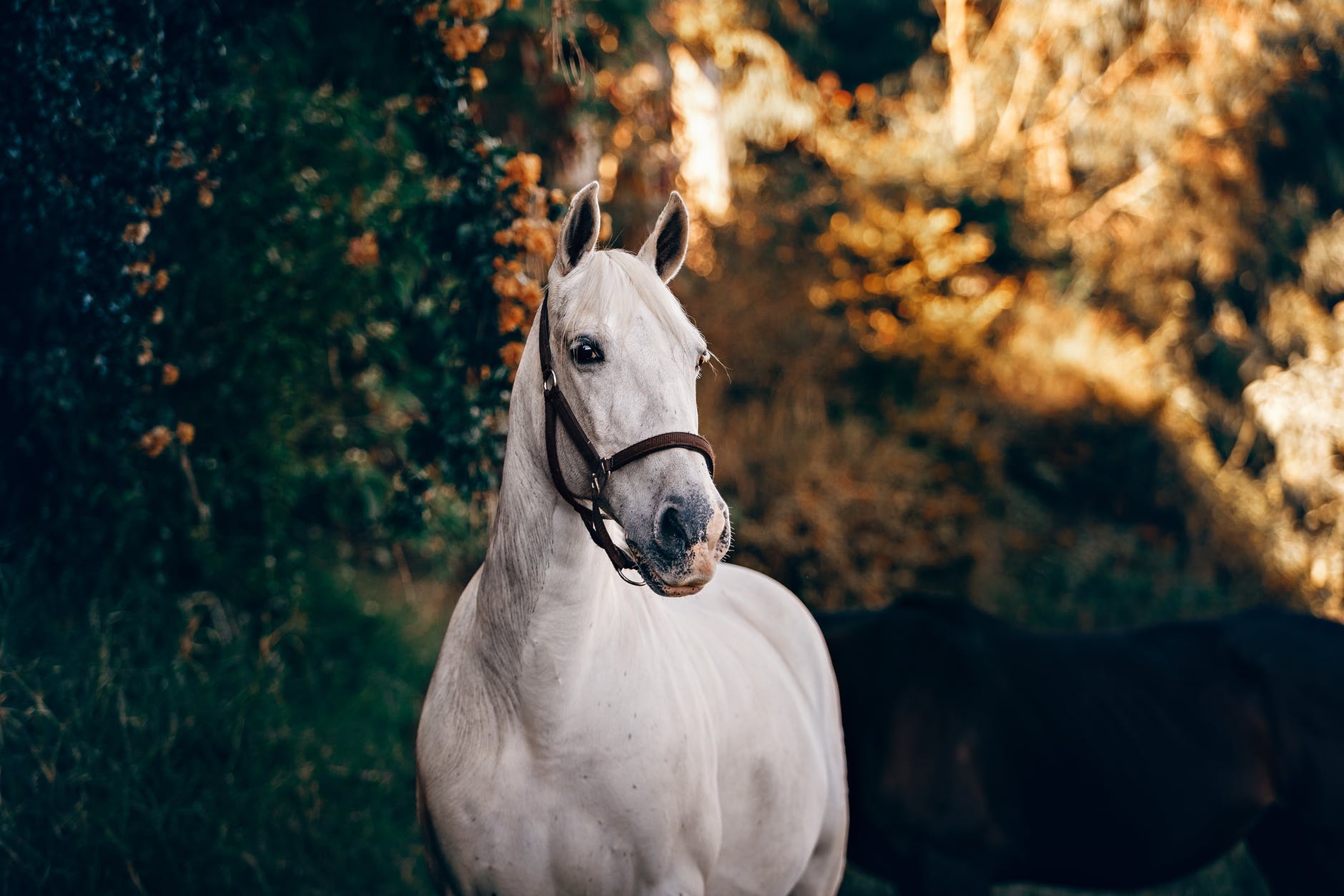 white horse near green leaves