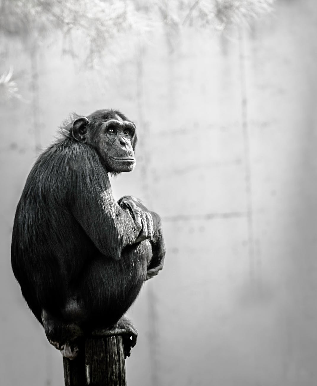 chimpanzee sitting on wood