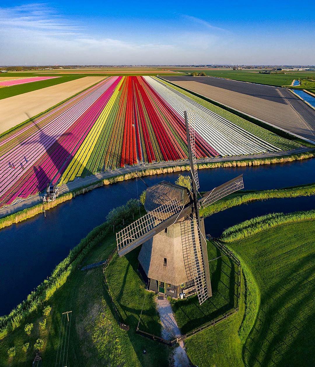windmill and flowers