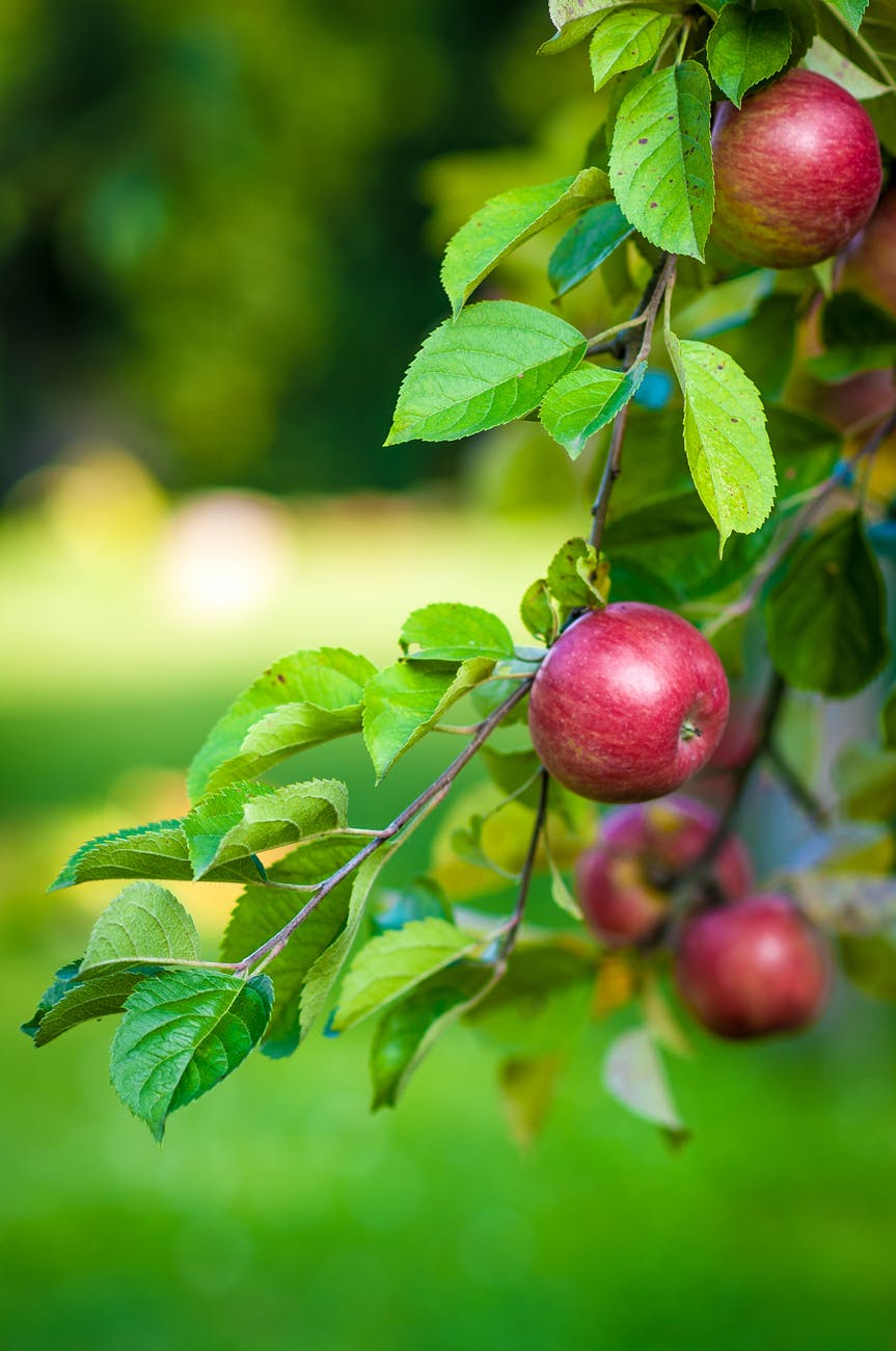 green leaves and red apple fruit
