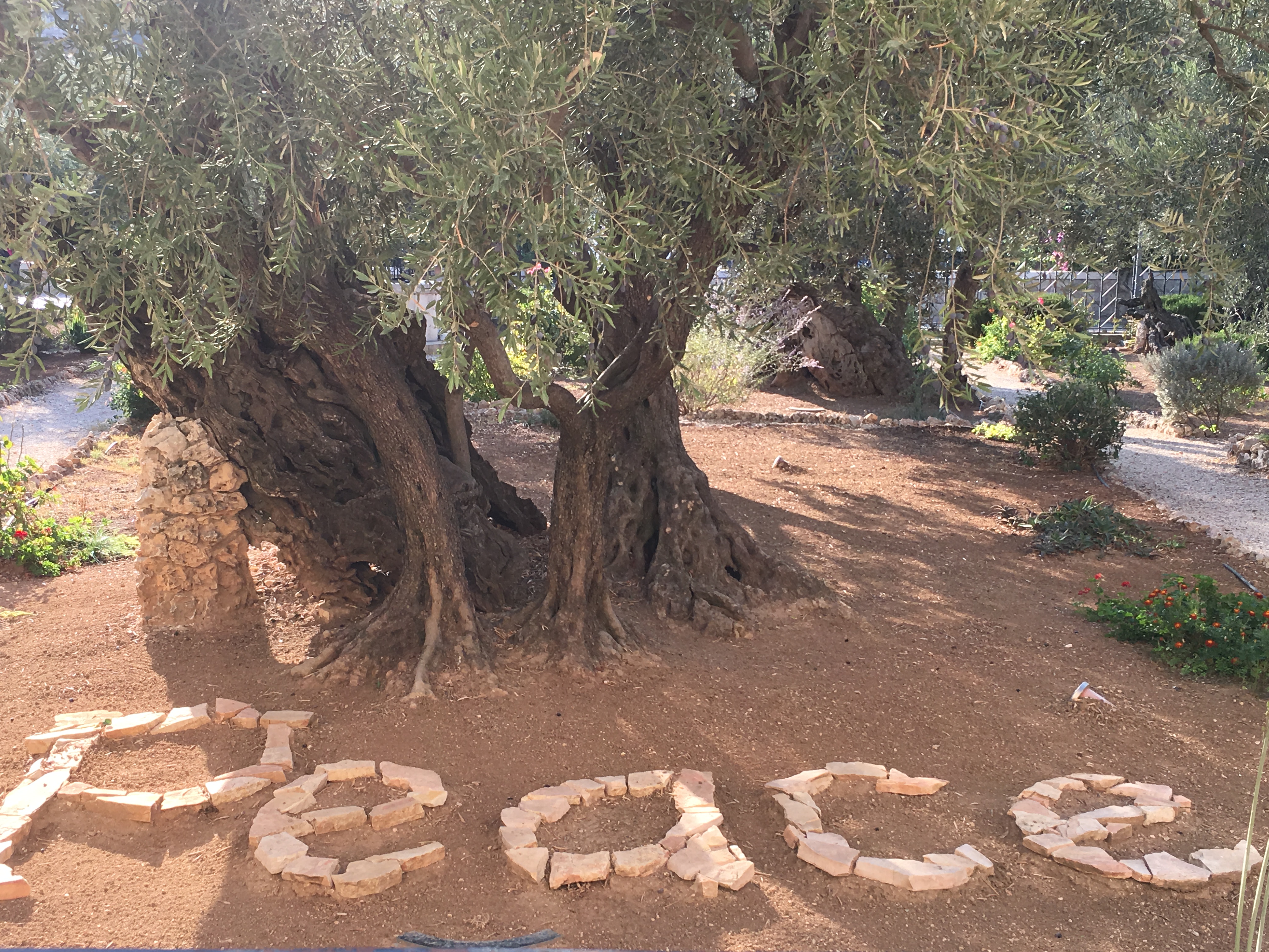 Garden of Gethsemane peace